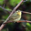 Worm-eating Warbler