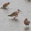 Curlew Sandpiper