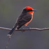 Vermilion Flycatcher