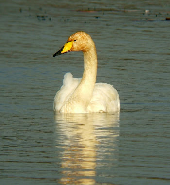 Whooper Swan