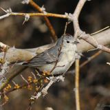 Lucy's Warbler