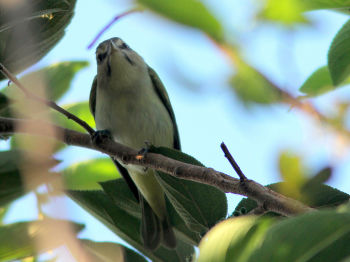 Black-whiskered Vireo