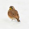 Horned Lark