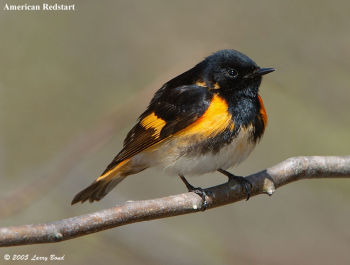 Male American Redstart