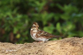 Rustic Bunting