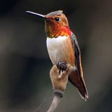 Male - California Garden - March 20, 2009