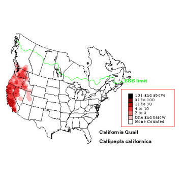 California Quail distribution map
