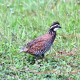 Male - Monroe County, Florida, US - September 10, 2012