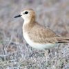 Mountain Plover