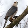 Cooper's Hawk