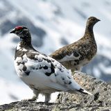 Pair - male in front still retaining much winter plumage.