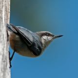 Pygmy Nuthatch