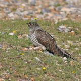 Common Cuckoo  Cuckmere Haven