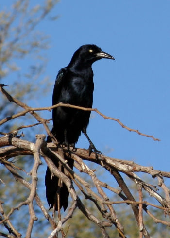 Male - Kennedy Lake Tucson, Arizona, US - January 29, 2011