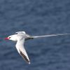 Red-billed Tropicbird