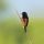 Orchard Oriole