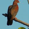 Red-billed Pigeon