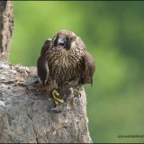 Immature Pergerine Falcon