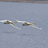 In flight