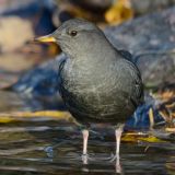 Immature American Dipper