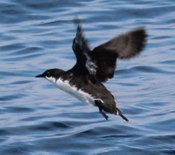 Craveri's Murrelet