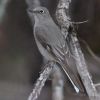 Townsend's Solitaire