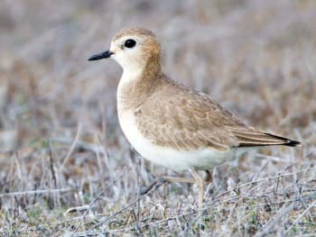 Non-breeding plumage - Carrizo Plain National Monument, San Luis Obispo Co., CA, USA - December 2012