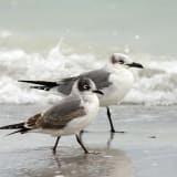 Winter Laughing Gull (farthest) and Franklin's Gull (foreground)