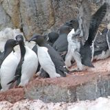 Thick-billed Murres