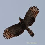 Hook-billed Kite