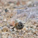 Five-striped Sparrow