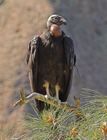 Immature  - at Pinnacles National Monument