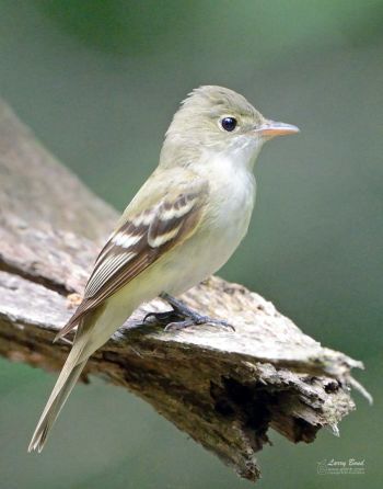 Acadian Flycatcher