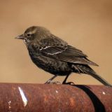 Female - Mines Road, Alameda County, California - November 7, 2011