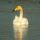 Whooper Swan