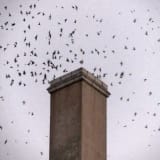 Swooping into Chester Williams Building chimney at 5th & Broadway Los Angeles on their annual fall migration south.