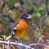 Black-headed Grosbeak