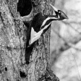 Male Ivory-billed Woodpecker