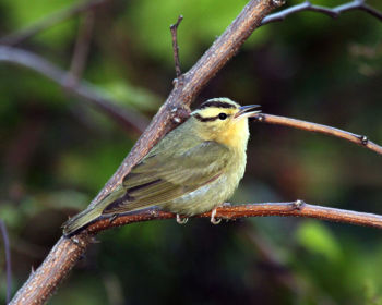 Worm-eating Warbler