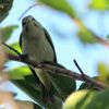 Black-whiskered Vireo