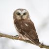 Northern Saw-whet Owl