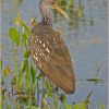 Limpkin