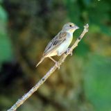 Female - Hawk's Bluff Park, Batavia, Illinois - July 16, 2012