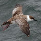 Greater Shearwater