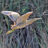 In flight