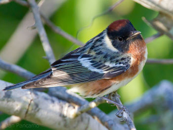 Male Bay-breasted Warbler