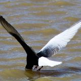 White-winged Tern