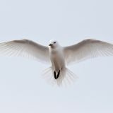 Adult plumage in flight