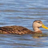 Mottled Duck