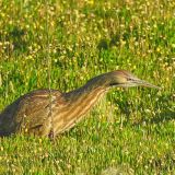 Gallinas, San Rafael, CA, US - October 23, 2008